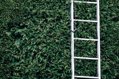 Metallic ladder by hedge