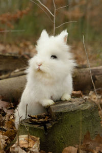 Cute white bunny with ears up listen and look around for danger and treats having his paws on stump