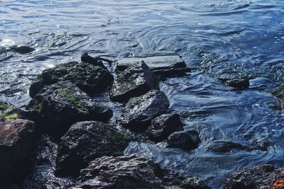 Close-up of silhouette person swimming in sea