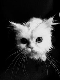 Close-up portrait of cat against black background