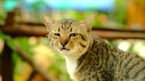 Close-up portrait of tabby cat