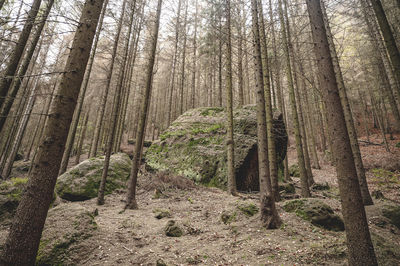 Low angle view of trees in forest