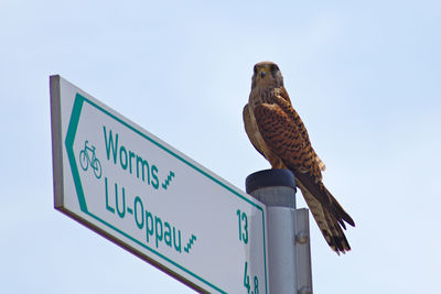 Low angle view of eagle perching on wooden post against sky