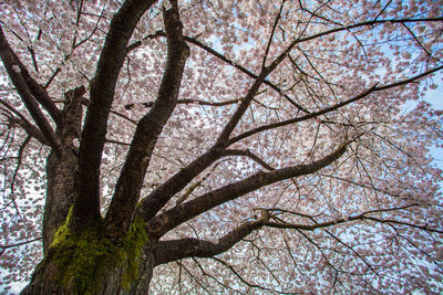 Low angle view of tree