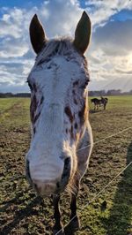 Close-up of horse