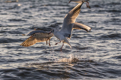 Seagulls flying over sea