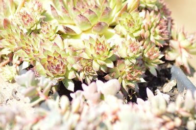 Close-up of flowering plant