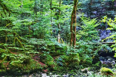 Trees growing in forest