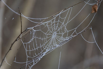 Close-up of spider on web