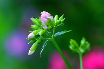 Close-up of pink flowering plant
