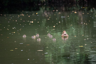 View of ducks swimming in lake