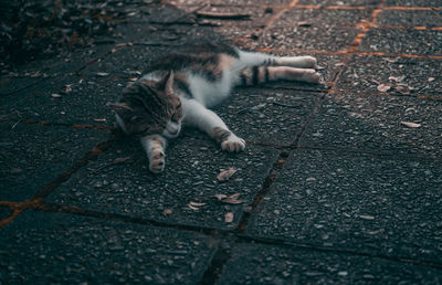 High angle view of a dog lying on footpath