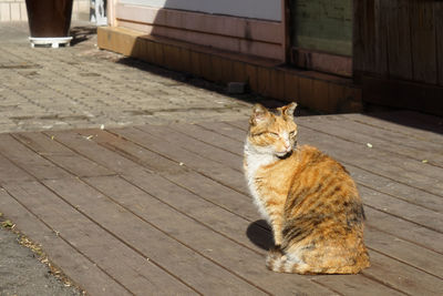 Portrait of cat sitting on wood