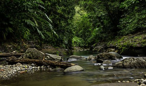 Scenic view of trees by landscape