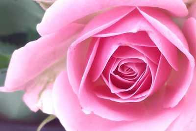 Close-up of pink rose