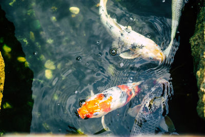 View of koi fish in water