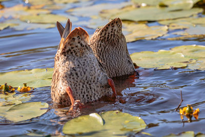 Water birds foraging in lake with head under water