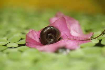 Close-up of insect on pink flower