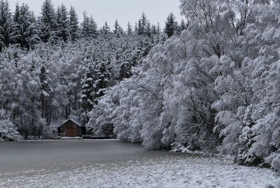 Snow covered trees in forest