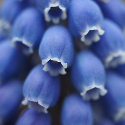 Close-up of purple flowers