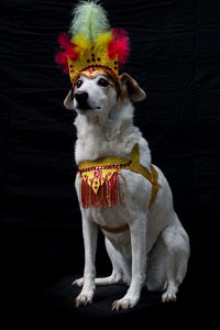 Portrait of dog sitting against black background