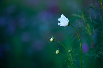 Close-up of white flowering plant