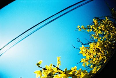 Low angle view of yellow flowers