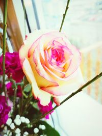 Close-up of pink rose