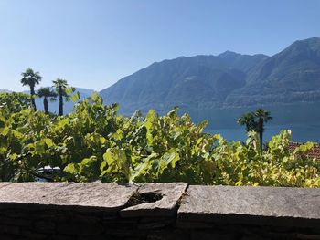 Plants by trees against mountains against clear sky