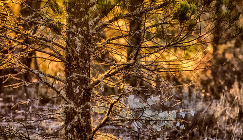 Close-up of bare trees in forest during sunset