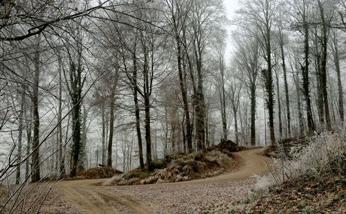 Road amidst trees in forest against sky