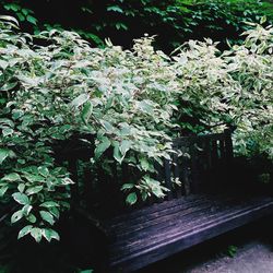 Full frame shot of flowers