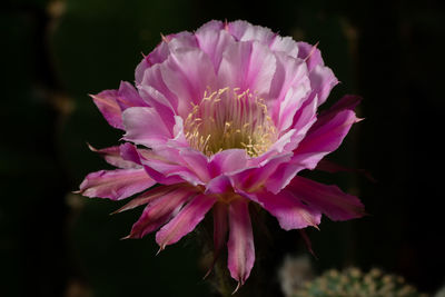 Close-up of pink flower