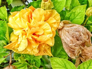 Close-up of yellow flowering plant leaves