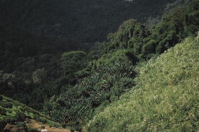 High angle view of trees in forest