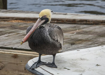 Close-up of pelican on edge of boat next to the dock