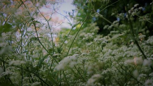 Close-up of white flowering plants on field