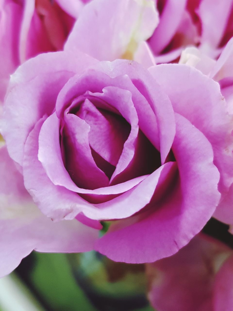 CLOSE-UP OF PINK ROSE IN PURPLE FLOWER