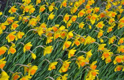 Close-up of yellow flowering plants on field