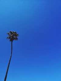 Low angle view of flowering plant against clear blue sky