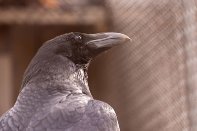 Close-up of bird