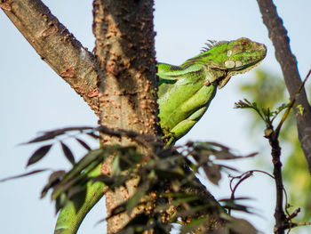 Low angle view of insect on tree against sky