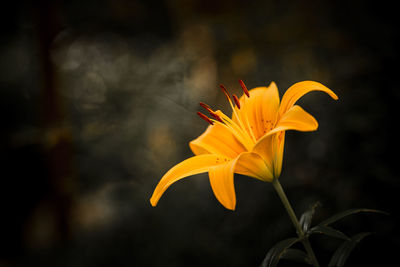 Close-up of yellow flower