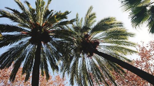 Low angle view of palm trees against sky