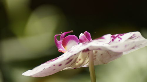 Close-up of pink rose flower