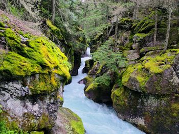 Stream flowing through rocks in forest