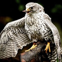 Close-up of owl perching