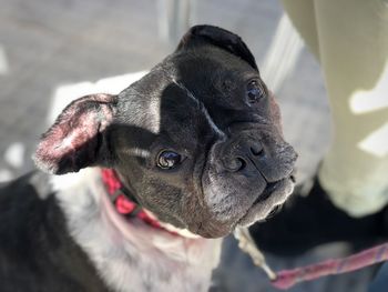 High angle portrait of dog standing on footpath