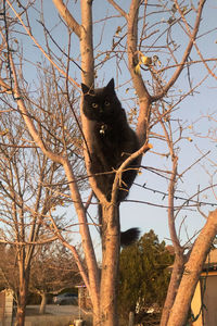 Low angle view of a cat on tree