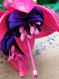 Close-up of pink rose flower